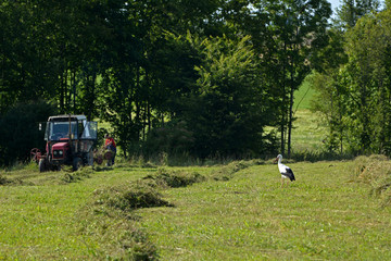 storks on meadows
