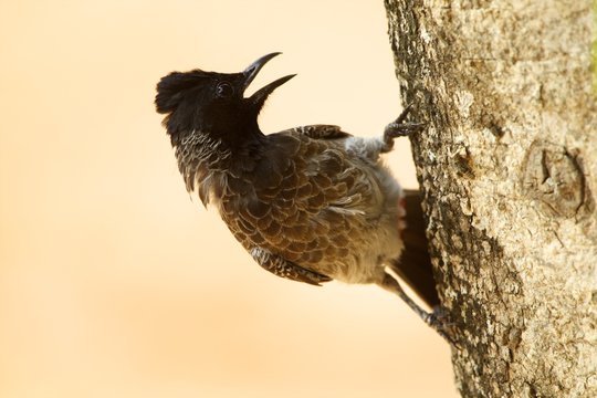 Red-vented bulbul (pycnonotus cafer), Yala National Park, Sri lanka