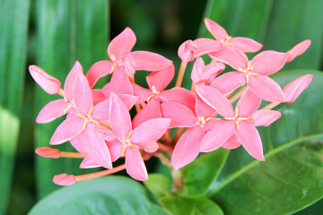 pink flower  288