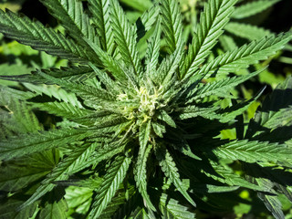 Marijuana Plant Closeup