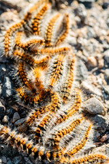 Pine caterpillars