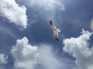 Seagull in flight from underneath