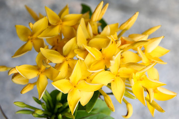 Fototapeta na wymiar yellow flower 306