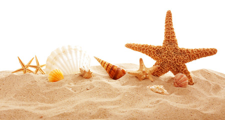Starfish and shells on sand against white background