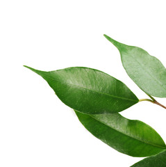 Fototapeta premium Rubber plant isolated on white