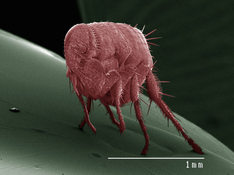 Coloured SEM of flea