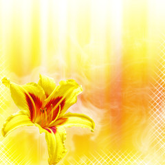 Fototapeta na wymiar close-up hemerocallis flowers on yellow and red background