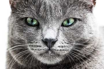 Cat in a Bright Background Setting