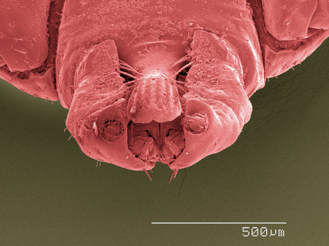 Coloured SEM of tick's mouthparts