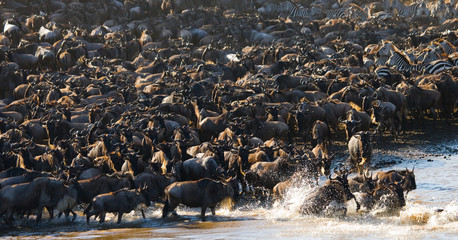 Wildebeests are crossing Mara river. Great Migration. Kenya. Tanzania. Masai Mara National Park. An excellent illustration.