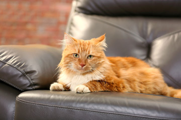 Fluffy red cat lying on a sofa