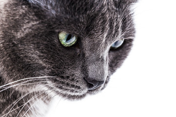 Cat in a Bright Background Setting