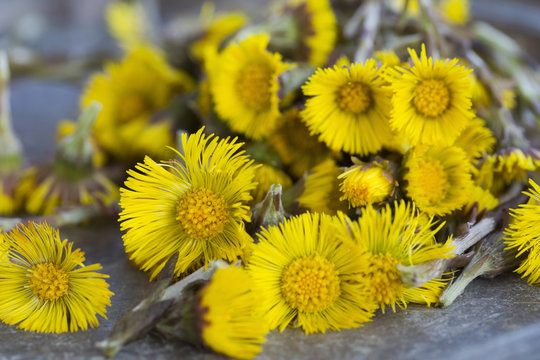 Close up of coltsfoot (tussilago farfara) stems and flowers. Used in herbal medicine and food