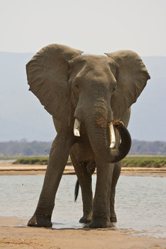 Elephant bull - Loxodonta africana - spraying sand by Zambezi River, Mana Pools National Park, Zimbabwe