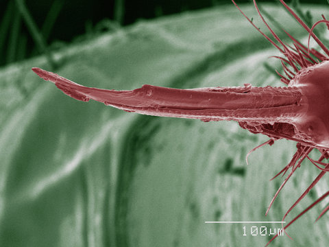 Coloured SEM of assassin bug mouthparts