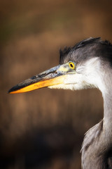 Portrait of a big gray heron in the profile made at sunset.