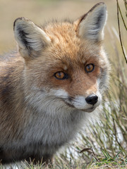 The gaze of the red fox (Vulpes vulpes)
