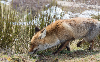 Cute red fox (Vulpes vulpes) tracking