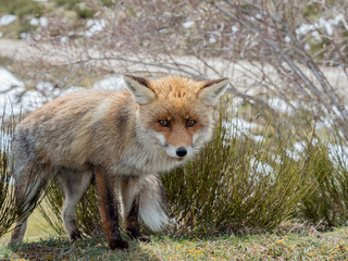 Cute and furry red fox (Vulpes vulpes) with big eyes