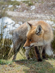 Cute and furry red fox (Vulpes vulpes) with big eyes