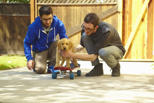 Two young men helping labrador puppy on skateboard