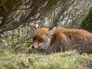 Red fox (Vulpes vulpes) hidden