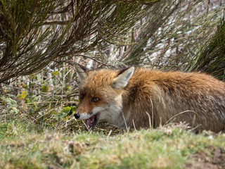 Red fox (Vulpes vulpes) hidden