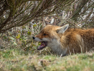 Naklejka na ściany i meble Red fox (Vulpes vulpes) chewing