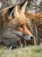 Naklejka na ściany i meble Red fox (Vulpes vulpes) hidden