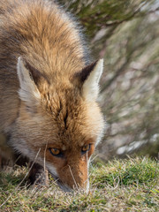 Red fox (Vulpes vulpes) tracking and sniffing
