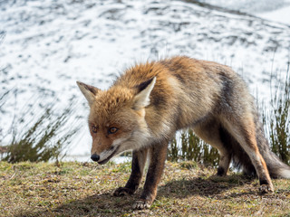 Cute red fox (Vulpes vulpes) ready to hunt