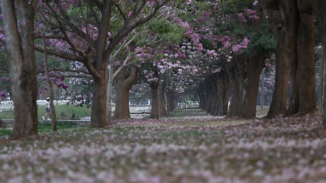 Blooming Pink Trumpet (Tabebuia rosea) tree
