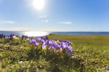 Crocuses by lake