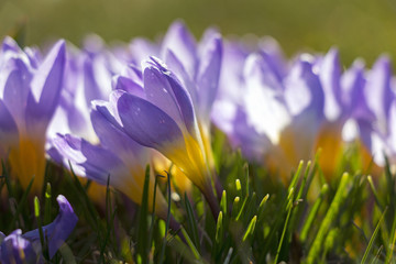 Close up of purple and yellow crocuses