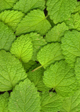 Close up of Mint leaves