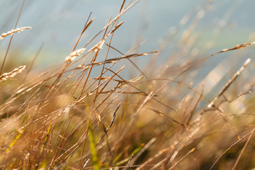 Fototapeta premium Dried plants