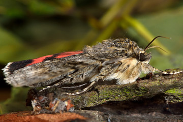 Red underwing (Catocala nupta) moth in profile. Large moth in the family Erebidae, with grey forewings and spectacular red hindwings
