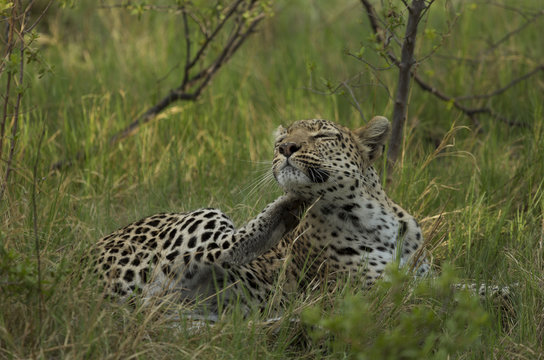 Relaxing Leopard (Panthera pardus)