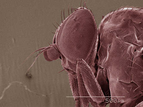 Coloured SEM of leaf miner fly (Agromyzidae) head