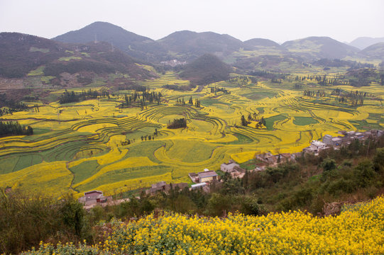 View of village and field terraces of blooming oil seed rape plants in valley, Luoping,Yunnan, China