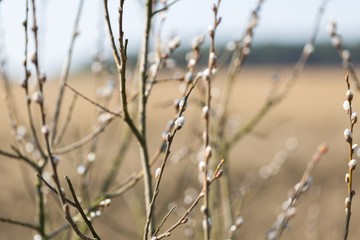 Beautiful pussy willow flowers branches growing on willow.