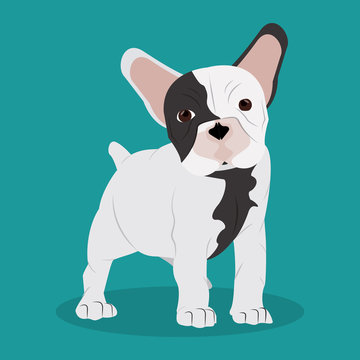 French bulldog design , vector illustration