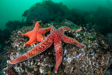 Colorful Starfish in Monterey Bay