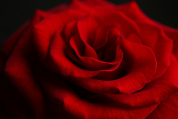 Beautiful red rose closeup