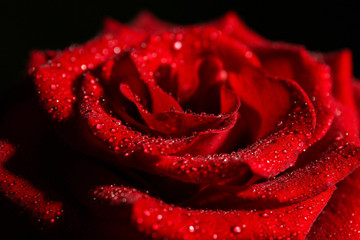 Beautiful red rose with water drops closeup
