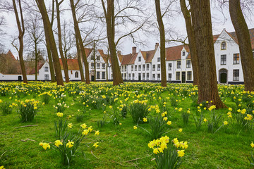 Fototapeta premium Yellow narcissus in Brugge Beguinage