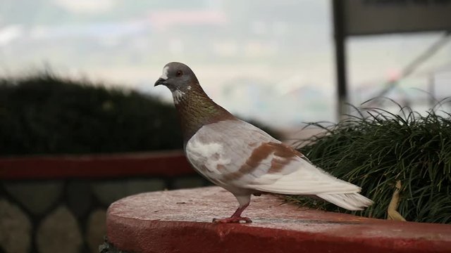 Maroon pigeon starts flying