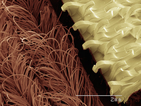 Coloured SEM of hook and loop fastener