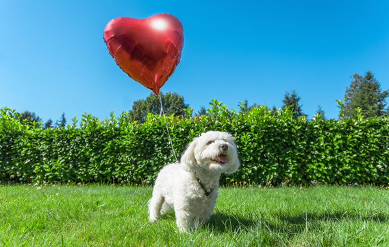 Small white dog attached to red heart shaped balloon