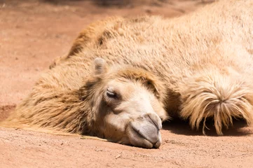 Crédence de cuisine en verre imprimé Chameau The sleeping camel